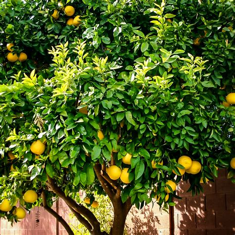 The magical citrus tree